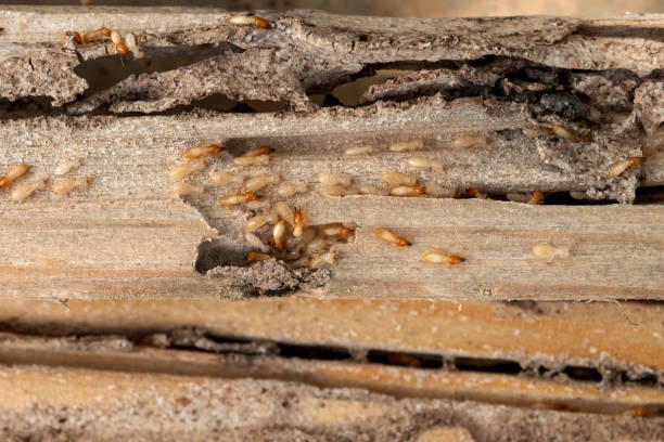 Best Pest Prevention Services  in Sulphur, LA